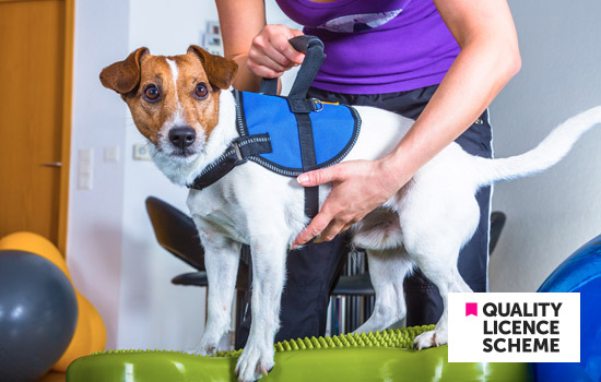 Online Level 3 Advanced Diploma in Animal Physical Therapy