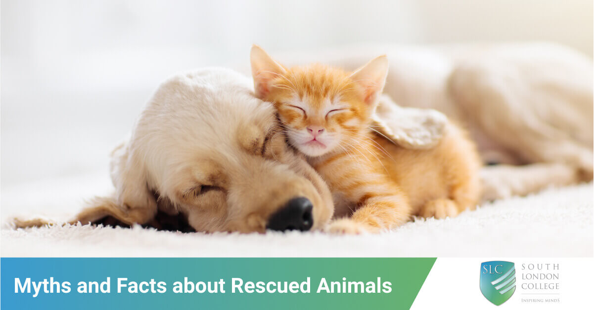Myths and Facts about Rescued Animals | South London College