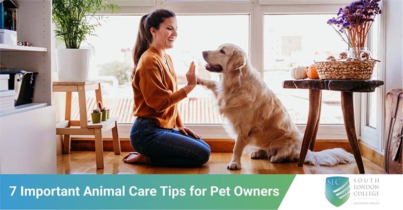 7 Important Animal Care Tips for Pet Owners | South London College